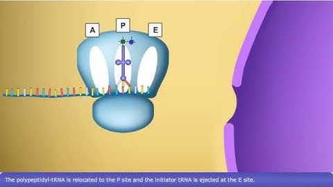 Detailed Animation on DNA translation