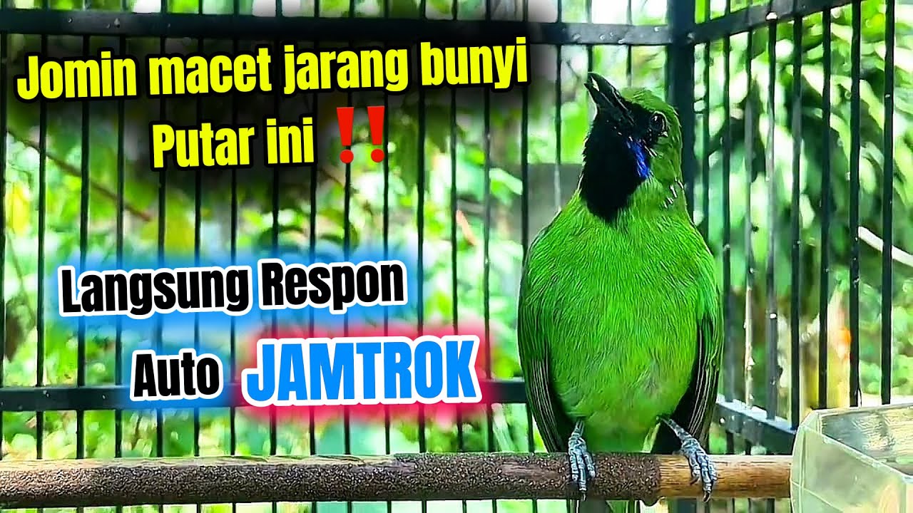 Cucak ijo mini 💯 pancingan paling ampuh agar cepat jamtrok 💯gacor