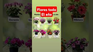 plantas que florecen todo el año #flores #plantasqueflorecen #tipsplantas #consejosplantas