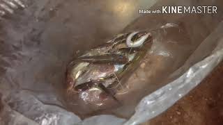 EP.3/3 ตกปลากดหมายเด็ด #โคตรมันโคตรหมาน