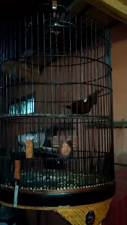 Burung Masteran Cililin Coklat Nembak Panjang