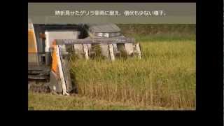 JA越前丹生　コシヒカリ収穫（H24.9.5）.wmv