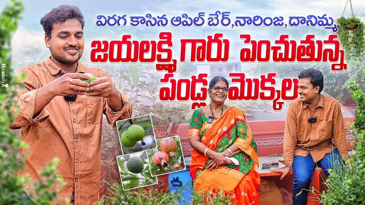 విరగ కాసిన నారింజ, దానిమ్మ, ఆపిల్ బేర్ - జయలక్ష్మి గారు పెంచుతున్న పండ్లమొక్కలు Jayalakshmi' garden