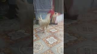 Dancing and jumping hen  #funnyvedio #hendance #bird sounds #smarthen