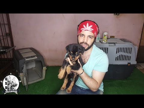 فيديو: في أي عمر يحصل الكلب على فترته؟