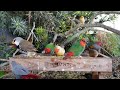 Bird Feeding Frenzy | Birds at the Feeder | Video For CATS