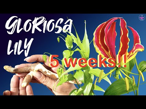 Gloriosa Lily Growth from Tuber to Removing Vines | Care Tips | Toxicity Information #ninjaorchids