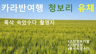 ((폭삭속았수다_촬영지)) [청보리밭] #고창캠핑 #카라반여행 #두바퀴로가는자동차