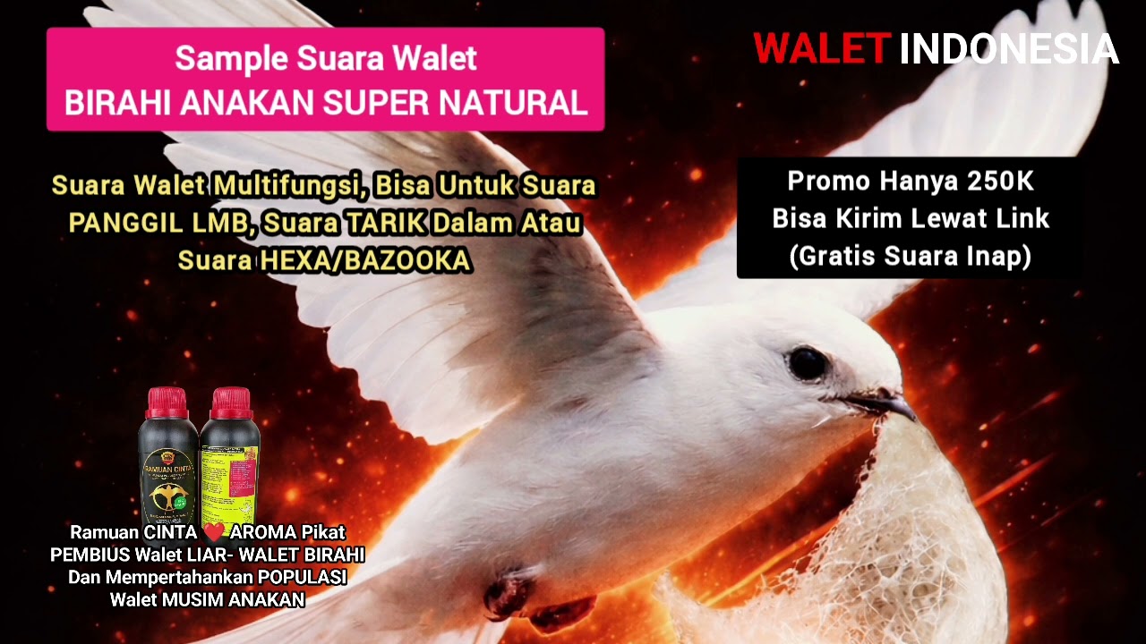 Suara Walet Alami Asli Natural 100%, Sedot Koloni Birahi Anakan 