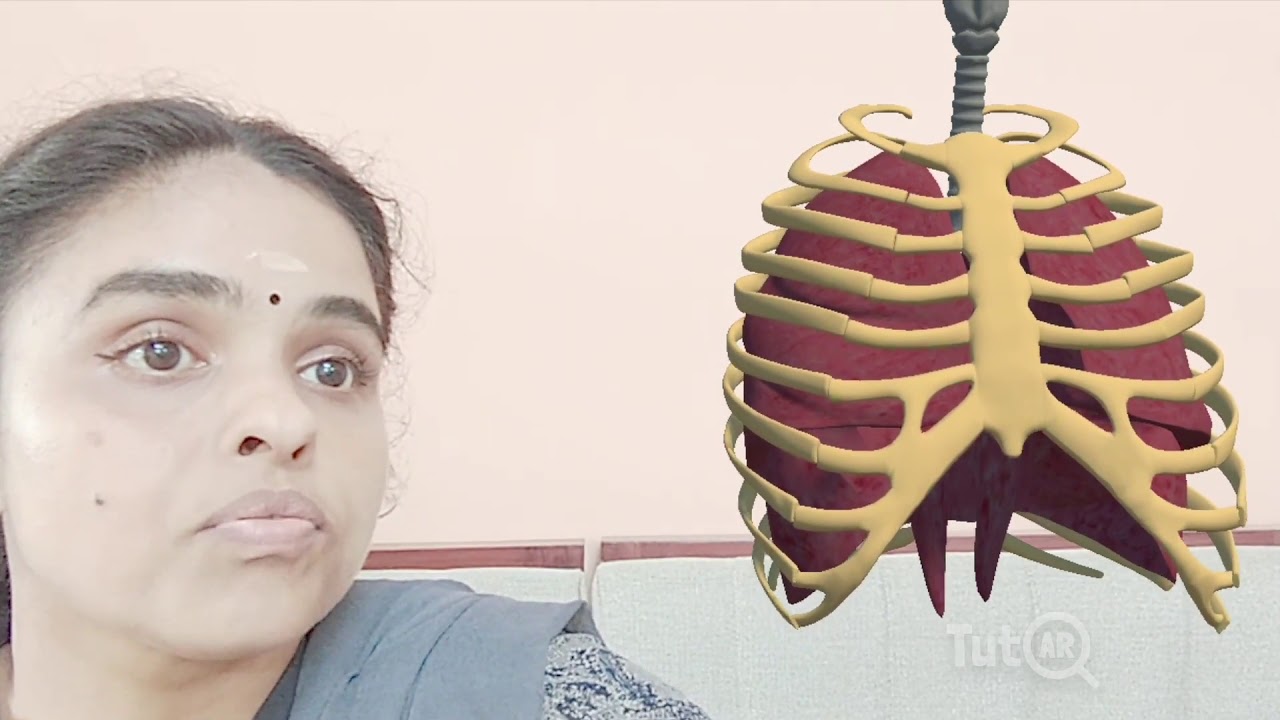 Working Mechanism of Human Lungs | Augmented Reality Animation| Next ...