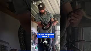 Snake catcher gets bitten on nose by python