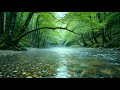 Water Lullaby Peaceful Forest Stream Sounds, Beautiful Birds Singing, Nature Sounds for Sleeping