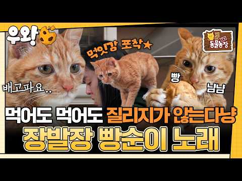 [🥐‍️#<strong>우왕</strong>] 음식만 보면 돌진하는 음식집착냥 노래! 하지만 7개월인데도 1.3kg밖에 안되는 사연은? #TV동물농장 #우와한비디오 #우와비