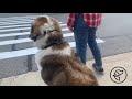 Off Leash Obedience Dog Training - Large Breed Mix