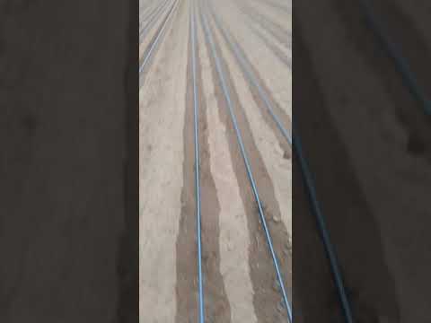 زراعة الجزر بالتنقيط مردودية عالية