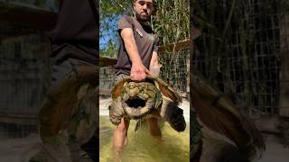 LARGE Alligator Snapping Turtle turtle reptiles shorts