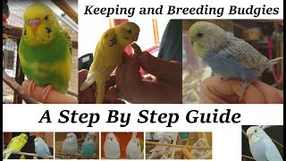 Breeding and Keeping Budgies  A step by step guide. (How to)