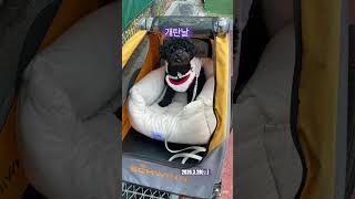 개탄날 LUCKY