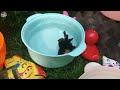 Seru! Nangkap Ikan Warna-Warni 🐠 Cupang, Koi, Komet &amp; Kura-Kura