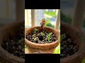 Flowerpot Hive _ Lumen | Psychedelic Ambient with Bee Field Recordings