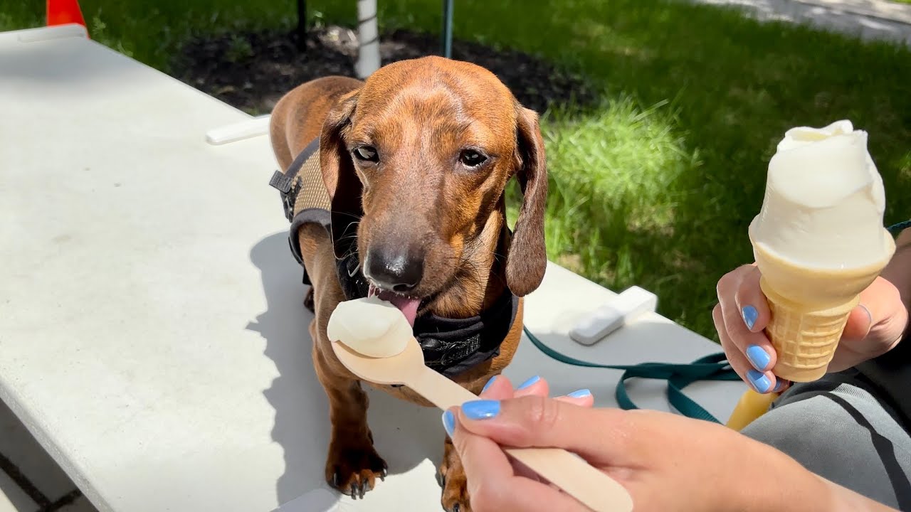 Mini dachshund decides what we do for a day - YouTube