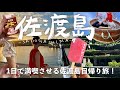 ［佐渡島］1日観光で充実！佐渡島日帰り旅🚢(たらい舟,北沢浮遊選鉱場,佐渡土産)