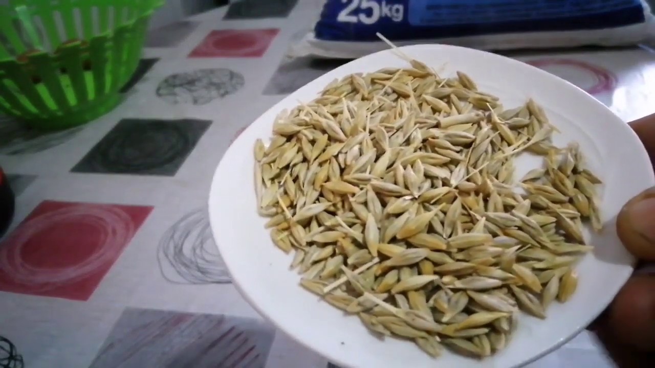 كيفية غربلة دقيق الشعير واستخراج نخالته وسميده الرقيق