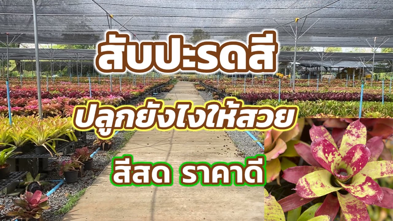 บุกสวนสับปะรดสี ปลูกง่าย รายได้ดีขายได้ทั้งปี