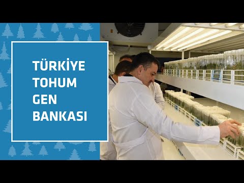Türkiye Tohum Gen Bankası