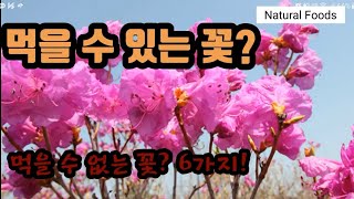 먹을 수 있는 꽃 16가지와 먹을 수 없는 꽃 6가지!