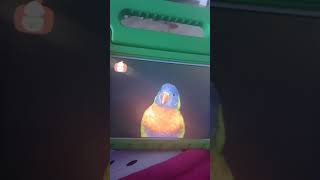 Amazing World Parrot Baby Tv