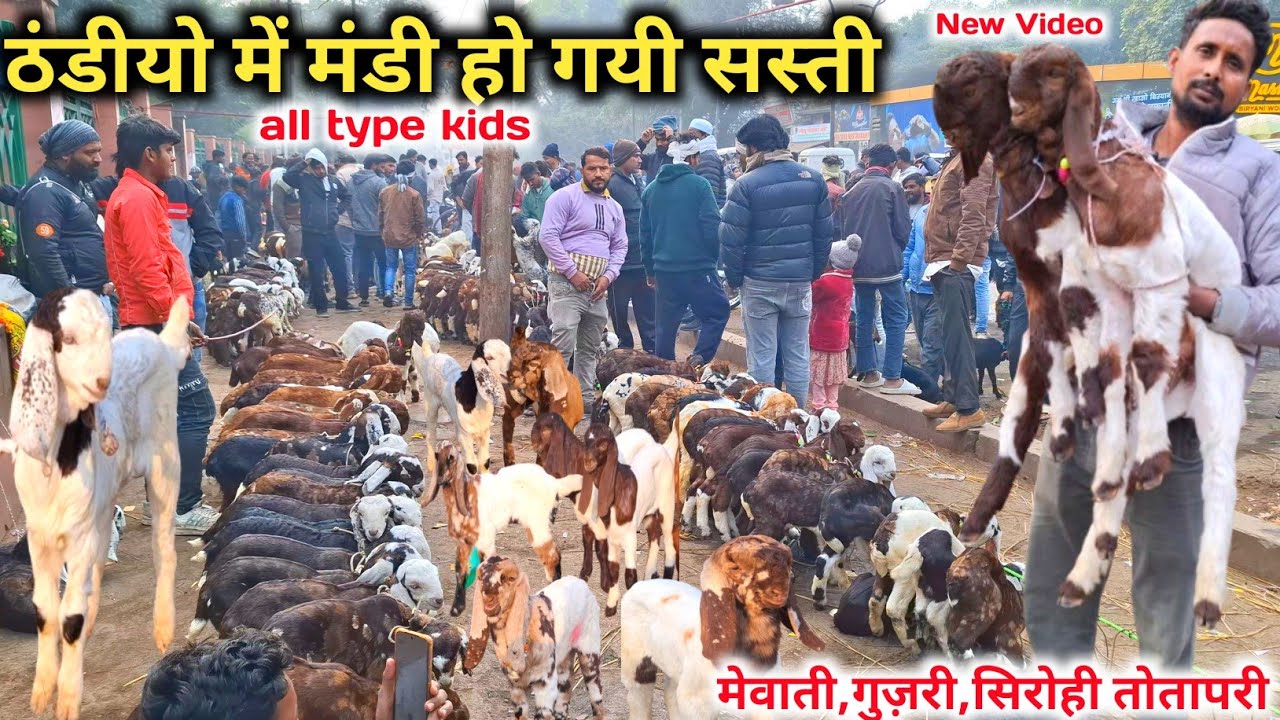 मुख्तार भाई लाये सबसे कम दाम में पालने वाले बच्चे |Goat Kids |mewati,gujari,sirohi,Ajmeri kids