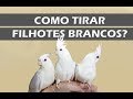 Como fazer nascer filhotes brancos ???