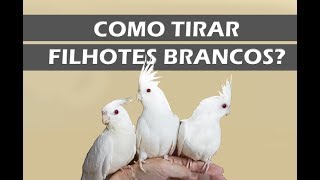 Como fazer nascer filhotes brancos ???