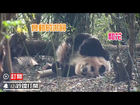 《熊貓早晚安》可愛，就是最好的超能力 | iPanda熊貓頻道
