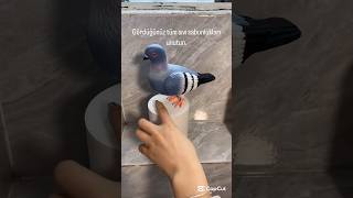 Güvercin Sabunluğa Gelen Yorumlar Ğlence