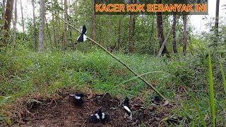 PENASARAN⁉️Mikat burung kacer di pedalaman suku dayak kalimantan memang mantap