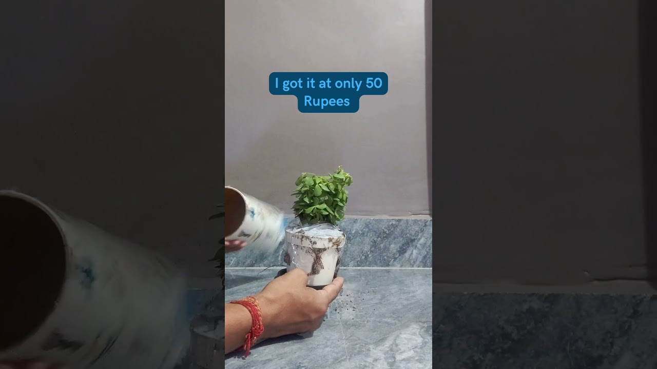 Jade Plants Unboxing: A Career-Boosting Charm for Just ₹50!