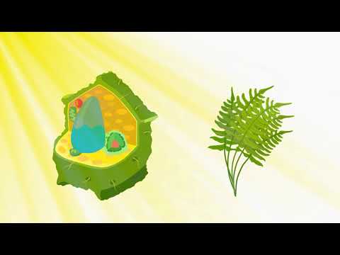 Растительные клетки (Биология)