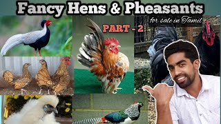 Fancy Hens | Pheasant (Wild Hen) |Tamil | For sale | Tips for Beginners | Price, Food & Care Details