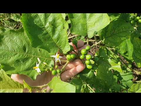 Video CÀ DẠI HOA TRẮNG - CÔNG DỤNG BẤT NGỜ TỪ LOÀI CÂY MỌC... - youtube