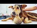 Beautiful, kind stray dog was placed against a wall. SEE WHAT THEY DID TO HER !