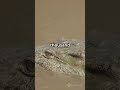 Nature's Silent Assassin: The Saltwater Crocodile#viralshorts #trending #animals #saltwater #croc