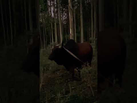 Dlayedwa Ucasukile Naye UThelwa Ngamanzi 