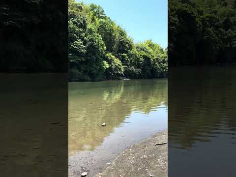 極上ASMR｜聞くだけで自律神経が整う、小鳥のさえずり。#YouTube shorts #shorts #asmr #nature #癒し #forest #river