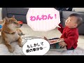 柴犬と暮らす娘が最近覚えた言葉「わんわん」