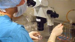 Egg Freezing Through Vitrification at RMA of New York