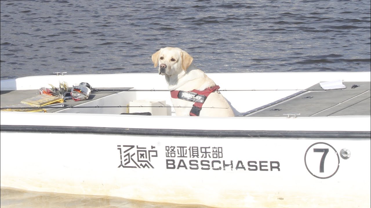 Take my dog, Cheese, to participate in a bass fishing competition.. #bassfishing #fishing