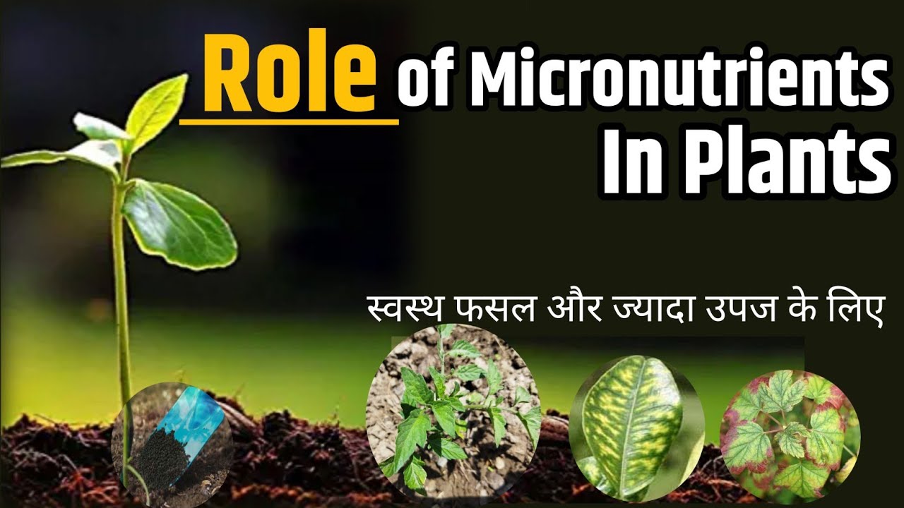 Importance of Micronutrients In Plants Micronutrients for Plants