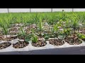 Eastern white pine pinus strobus propagation as seedlings emerge mid april tree time greenhouses